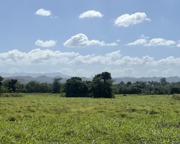 Open grass field